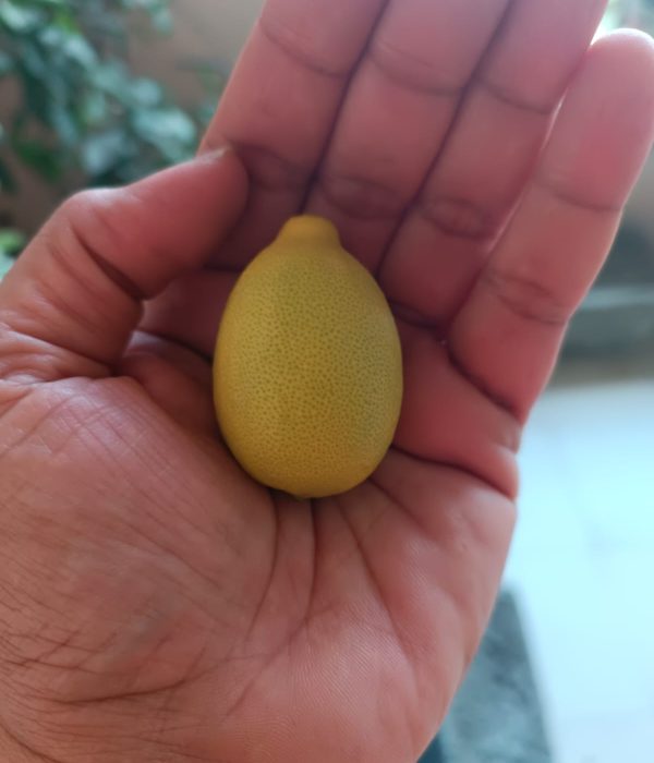 WhatsApp Image 2025-10-19 at 4.58.52 PM